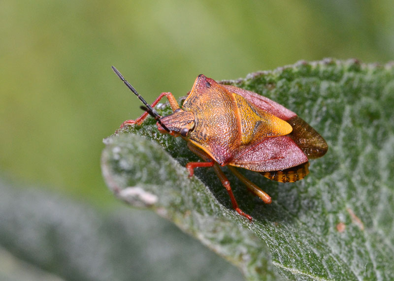 Pentatomidae: Carpocoris purpureipennis del Gran Sasso (AQ)!